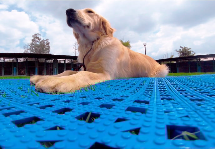 perro -Easydeck aqua